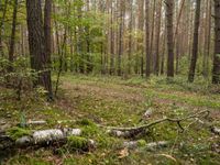 Lush Forest Landscape in Germany