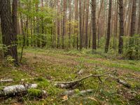 Lush Forest Landscape in Germany