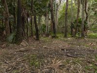 Lush Forest Landscape in New South Wales, Australia