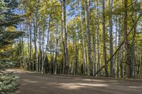 Lush Forest Landscape: Pathway Through Temperate Broadleaf and Mixed Forest