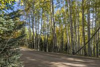 Lush Forest Landscape: Pathway Through Temperate Broadleaf and Mixed Forest
