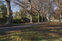 Lush Forest Landscape with Trees and Road