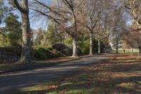 Lush Forest Landscape with Trees and Road