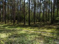 a wide path winds through a pine forest on a sunny day with bright sun filtering in