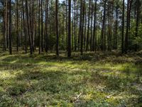 a wide path winds through a pine forest on a sunny day with bright sun filtering in