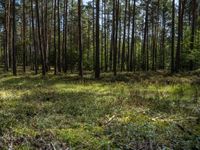 a wide path winds through a pine forest on a sunny day with bright sun filtering in