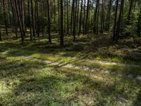 a wide path winds through a pine forest on a sunny day with bright sun filtering in