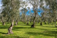 the olive orchard in the italian region of umerzoia photo by anishi