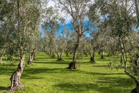 the olive orchard in the italian region of umerzoia photo by anishi