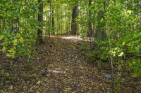 Lush Forest: An Idyllic View of Nature's Landscape
