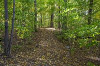 Lush Forest: An Idyllic View of Nature's Landscape
