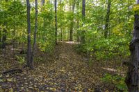 Lush Forest: An Idyllic View of Nature's Landscape