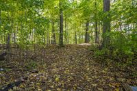 Lush Forest: An Idyllic View of Nature's Landscape