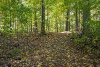 Lush Forest: An Idyllic View of Nature's Landscape