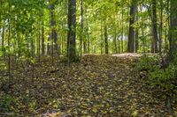 Lush Forest: An Idyllic View of Nature's Landscape