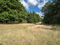 a field that is very dry with grass around it and trees behind it with a sky full of clouds