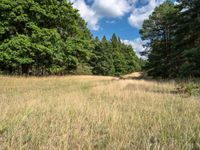 a field that is very dry with grass around it and trees behind it with a sky full of clouds