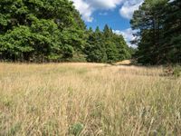 a field that is very dry with grass around it and trees behind it with a sky full of clouds