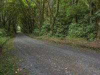 a path through a dense forest lined with green trees, near a waterfall, with a single white bench on one side