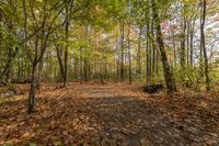 a dirt road in the woods filled with leaves and trees, along with lots of other trees