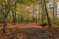 a dirt road in the woods filled with leaves and trees, along with lots of other trees