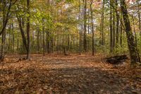 a dirt road in the woods filled with leaves and trees, along with lots of other trees