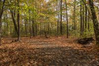 a dirt road in the woods filled with leaves and trees, along with lots of other trees