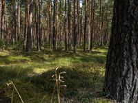 a wide path winds through a pine forest on a sunny day with bright sun filtering in