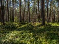 a wooded clearing filled with pine trees and grass on the ground next to tall grass