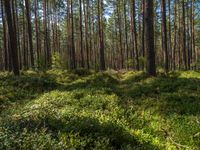 a wooded clearing filled with pine trees and grass on the ground next to tall grass