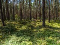 a wooded clearing filled with pine trees and grass on the ground next to tall grass