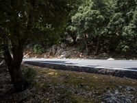 Lush Forest Road in Spain