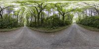 this photo shows a road with multiple trees in the middle of it and a single tree at the end