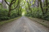 Lush Forest Road: A Stunning Landscape Filled with Vegetation