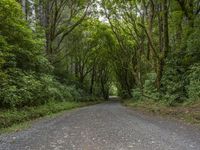 Lush Forest Road: Abundant Vegetation and Sunlight