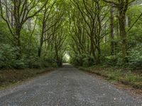 Lush Forest Road: Abundant Vegetation and Sunlight