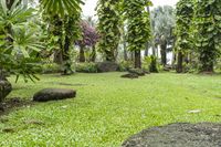 Exploring the Lush Botanical Jungle Garden