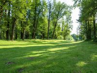 A Lush Garden Park on a Sunny Day