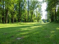 Lush Garden Park: Sunshine Under a Clear Sky