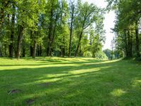 Lush Garden Park: Sunshine Under a Clear Sky