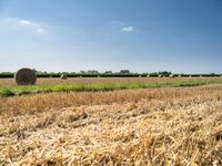 Lush German Countryside: Fields of Agriculture