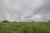 a field is full of tall grass with the sky in the background at the end