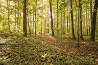 Lush Grass in Open Spaces: Ideal for Recreational Activities