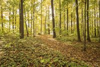 Lush Grass in Open Spaces: Ideal for Recreational Activities