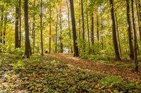 Lush Grass in Open Spaces: Ideal for Recreational Activities