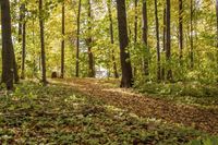 Lush Grass in Open Spaces: Ideal for Recreational Activities