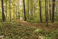 Lush Grass in Open Spaces: Ideal for Recreational Activities