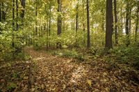 Lush Grass Surface: A Recreational Path Through Nature's Wonderland