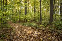 Lush Grass Surface: A Recreational Path Through Nature's Wonderland