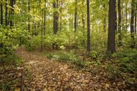 Lush Grass Surface: A Recreational Path Through Nature's Wonderland